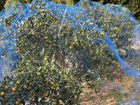 糖度23度！甘さ広がる金柑タマタマ(300g)