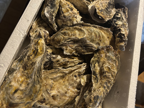 【水産庁補助事業 送料無料】🦪 生食用２ｋｇ 殻付き 牡蠣 （14〜30粒）牡蛎 殻付き牡蛎 kaki カキ 松島牡蠣屋 BBQに最適！🔥 海産物 オイスター  生牡蠣 A