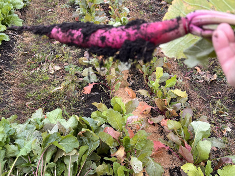 赤かぶの糀漬け