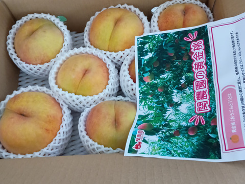 【晩夏のギフトに！】果汁たっぷり！関農園の桃『黄金桃』3kg（6～9玉）