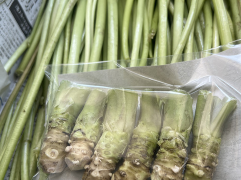 【朝採り当日発送】120年守る安曇野の湧水育ち。新鮮！シャキシャキ「茎わさび1kg」＆お試し生わさび（ご家庭用・100g)セット