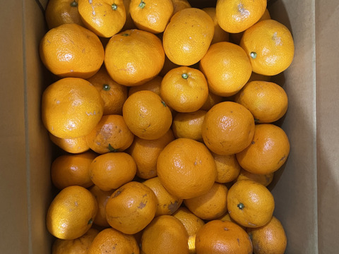 【訳あり】濃厚なコクと酸味がおいしい！有田みかん★早生★自家製堆肥栽培★大満足10kg★和歌山