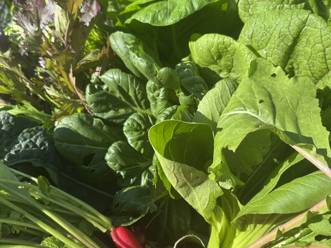 【まるき農園お得パック】農薬不使用旬野菜8品・平飼い卵10個・ぴゅあみかんジュース