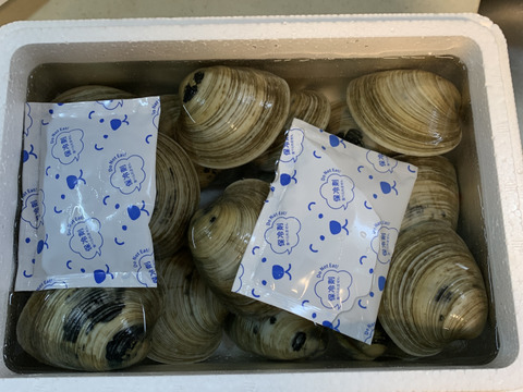 ホンビノス貝2kg【Lサイズ】（1個100ｇ~160ｇ位　 2kg13~18個位）【漁師直送】【三番瀬産】【かんたんレシピ付き】