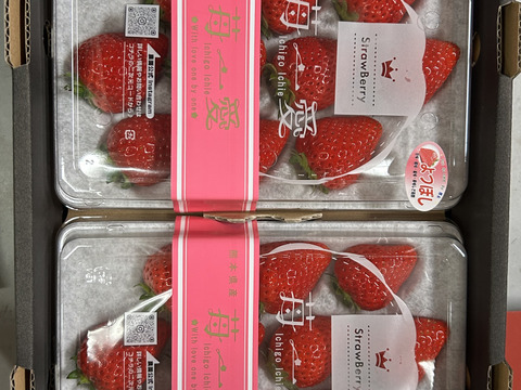 熊本県産いちご贈答用よつぼし230ｇ×2Ｐ