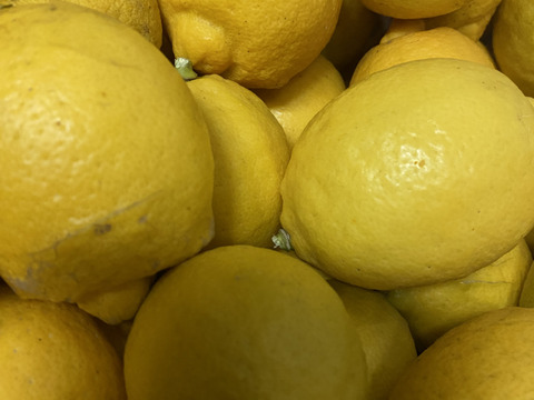 皮ごと食べれる朝採れイエローレモン4kg