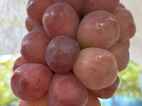 【数量限定】紅色シャイン品種スカーレット  1房500g~