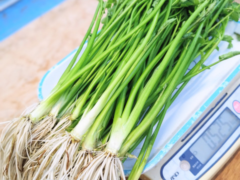 清流の恵み 蔵王セリ　セリ700ｇ　宮城県産