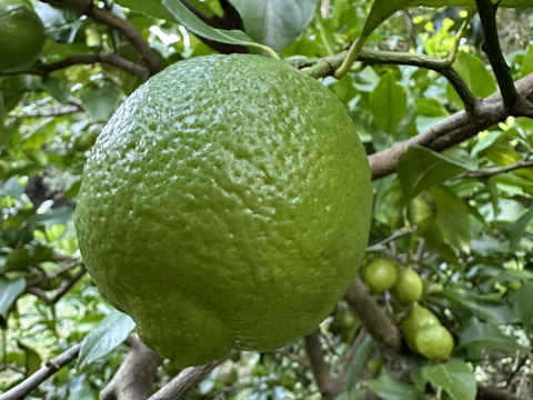 【農薬化学肥料不使用】香り高いグリーンレモン２キロ＊農の島大三島よりお届け＊