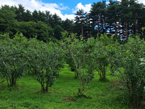 【夏限定】50g増量中　BIG なブルーベリー　200g