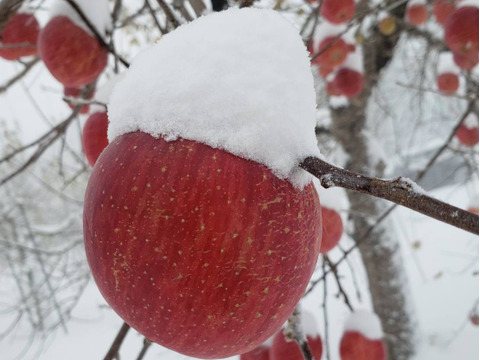 まるせい果樹園の春りんご　3㌔　贈答用　自家用　家庭用