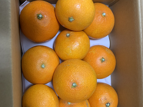 【夜市限定】【家庭用】まどんな 2kg みんなトリコになる“”プルプル“”新食感♡高級柑橘♫愛媛みかん！