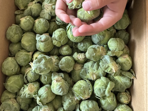 【鹿児島産】甘塩芽キャベツ箱込み2キロ^_^