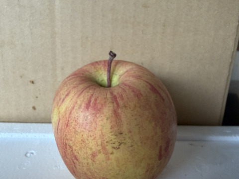 山形県産りんご「サンふじ」家庭用5キロ(13〜20玉)