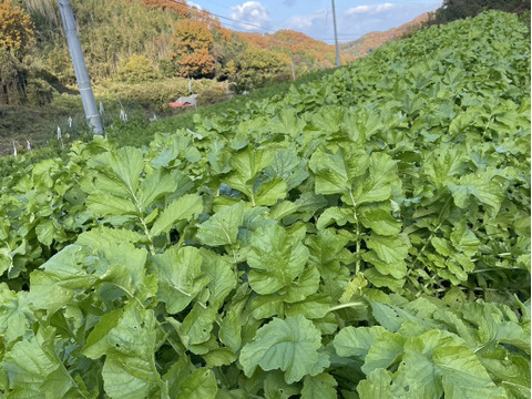 【自然栽培】大根（だいこん）2㎏（農薬・肥料不使用）