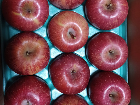 ご家庭用　サンふじ　約3kg(7個〜14個)