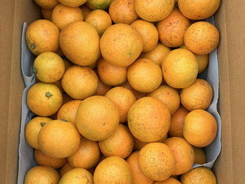 「美味い！」と自信を持って言える有田みかんができました　【訳あり・5kg（箱込）】