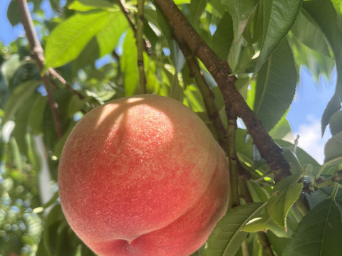 川中島白桃 3キロ箱 7玉～12玉 長野県産