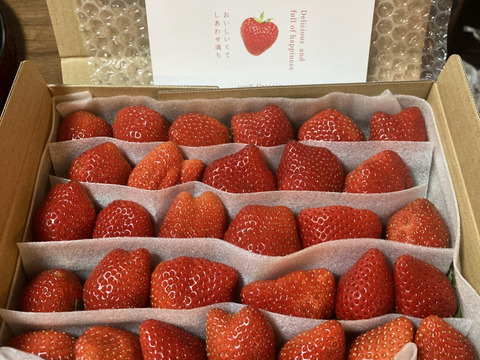 訳あり!!(お得な家庭用)農薬ゼロ 100%オーガニックいちご