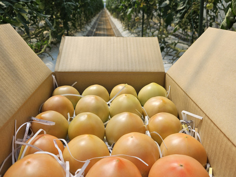 おいしさと環境配慮のハーモニ―『The夏秋とまと』(夏/青-ピンク/A品/4キロ前後)