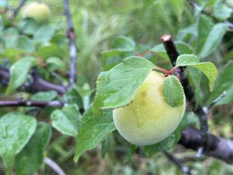 ⭐️高知産自然農⭐️桃みたいな梅少〜中混合🍑ほぼ木で熟れてます💕2キロ