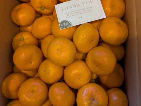 【完熟有田みかん】5キロSサイズ　ギフトにも！　温州みかん　宮川早生　早生みかん　【冬ギフト】