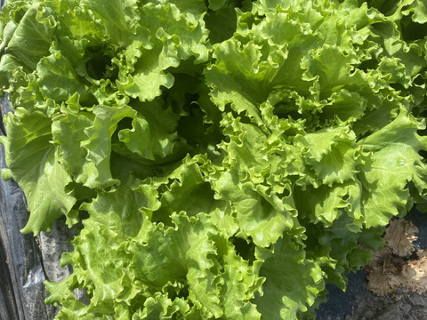 2kg【数量限定】農薬不使用のリーフレタス！今だけの柔らかいレタスが食べれる！
