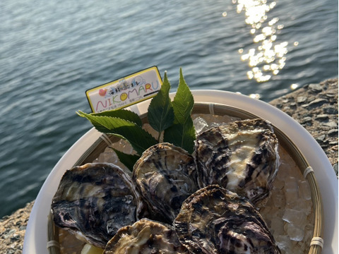 三倍体牡蠣 中サイズ 約60g～80g×10個 糸島 深江産 牡蠣