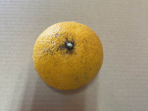 果樹たっぷり！和歌山産　八朔　家庭用　4kg