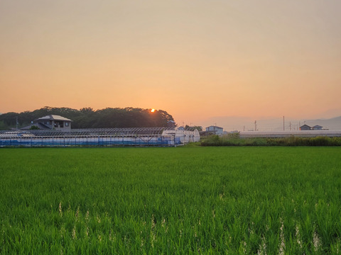 令和7年！農薬不使用新米！
コシヒカリ10㎏