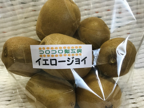 【キウイ大玉🥝防腐剤・農薬・化学肥料不使用】イエロージョイ2.0kg(10個前後) とっても甘くて、果汁量がすごい‼️ビタミンCがグリーンキウイの約2倍‼️追熟後の糖度16~18度🥝