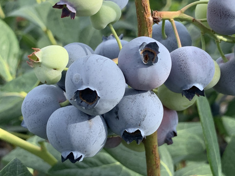 ”ベリーさん”の完熟ブルーベリー品種ミックス 1㎏（125g×8パック）【生食用】