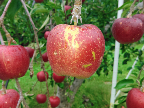 りんご 訳あり🍎秋映🍎 長野県オリジナル品種 三兄弟の長男 5kg 小玉