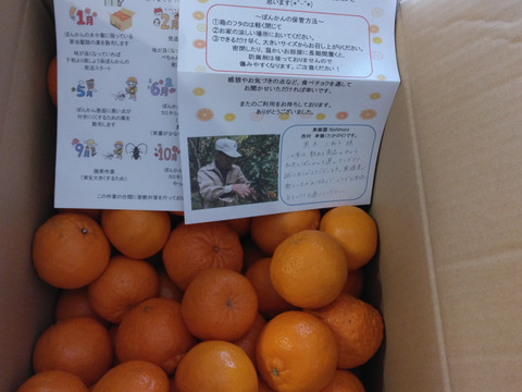 【ご家庭用】土佐の温暖な気候で、うま味がギュッ！！と詰まったぽんかん（キズ有り　M～２Ｌ　１０キロ）ご近所さんやお友達とシェアＯＫ！