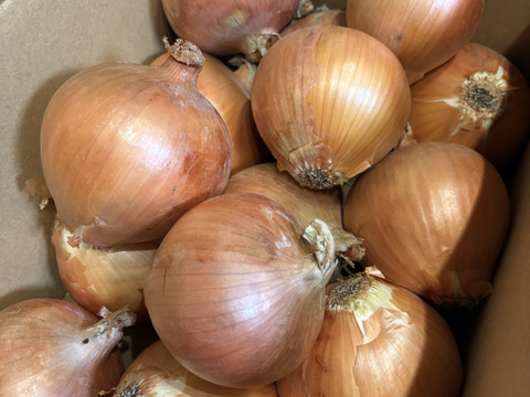 玉ねぎ4kg🅱️🧅淡路島極熟玉葱　シャーロットオニオン　玉ねぎ大国淡路島からのたまねぎ