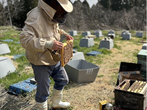【非加熱•無添加】こだわりの国産生はちみつ　あかしあ　500g