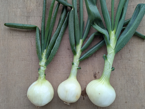 【栽培期間中農薬不使用】〜超極早生・浜笑〜春の葉付き玉ねぎ2キロ