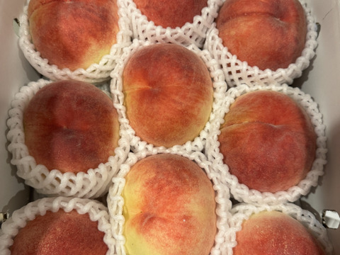 【すぐ発送！🍑朝採れ山梨白桃】約３キロ！特大～中サイズ８～１１個！一度食べたら忘れられない  その時期一番おいしい品種をお届け【品種おまかせ】