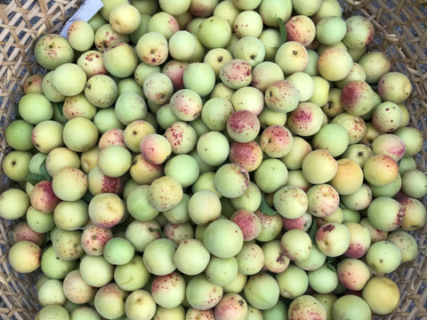 梅干し用　梅　1kg   自然栽培　完熟間近！