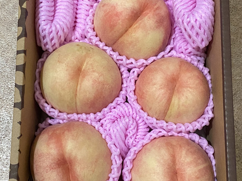 新鮮な白桃 10kg お買得！超訳あり品 【限定100箱】 白桃・黄桃 品種おまかせ 約2