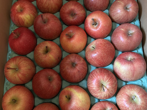 青森県産ミニサンふじ　5キロ