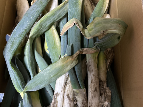 【有機JAS認証】オーガニック下仁田ねぎ（4kg）【冬ギフト】