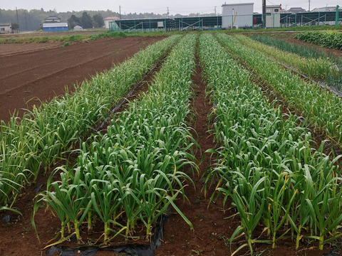 【新にんにく】期間限定　みずみずしく『フレッシュな香り』重量約1kg60サイズ