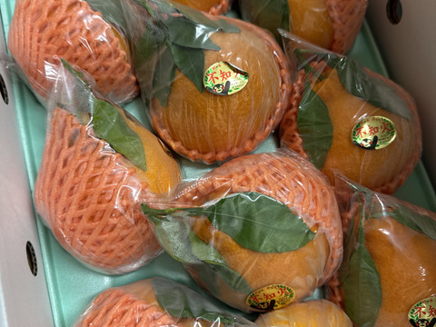 大人気の葉付き不知火2、5k(5〜10玉)ハウス栽培品❗️50箱限定とさせて頂きます。早い者ガチです(予約受け中)