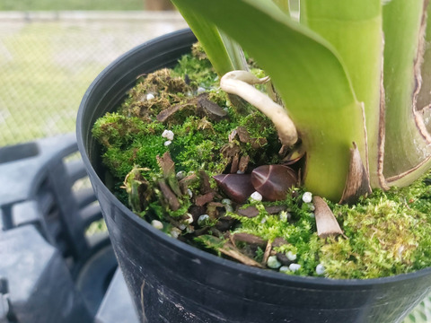 【花芽付きシンビジウム】ハチさんを誘引する蘭〝フォアゴットンフルーツ〟