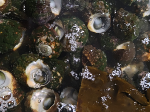 【謹製】スガイ/ニナ貝/ミナ貝/酒茹で/500g/無添加調味料使用【調理済み】【冷凍】