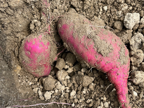 農薬不使用だから安心！愛知県産さつまいも（紅はるか）2L−4Lサイズ　5kg　【一般お客様向け残り10kg（2箱）！】
※その他法人さま向け※食べチョクアワード副賞用として3箱は受注済みです。