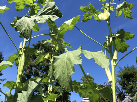 旬の固定種★おまかせ野菜セット★80サイズ