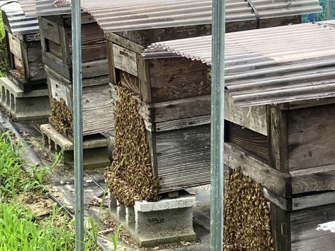 やさしい甘さの百花蜜（500g）
2025年産