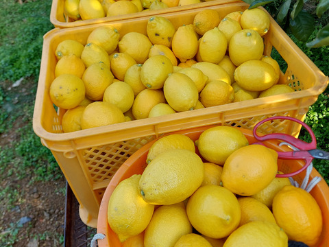 みかん畑セット【食べ比べ】5kg（箱込）